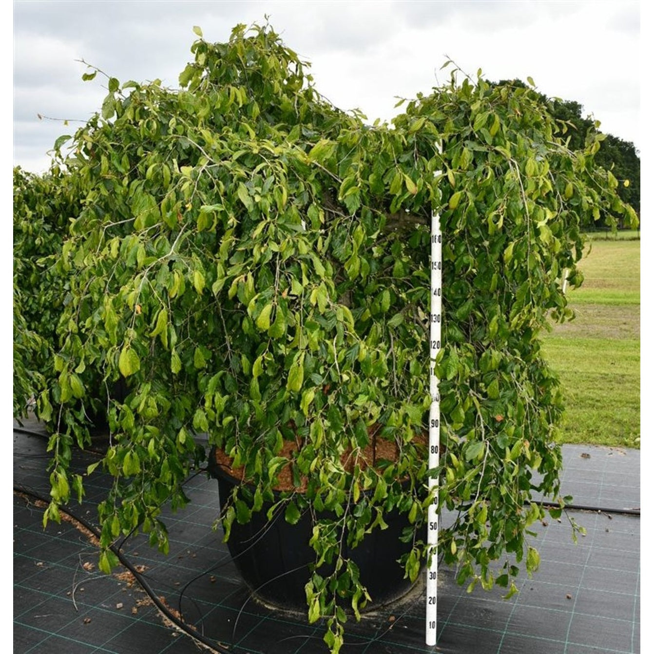 Persiskt järnträd – Parrotia persica 'Pendula' - C500 350-400 cm. Sol